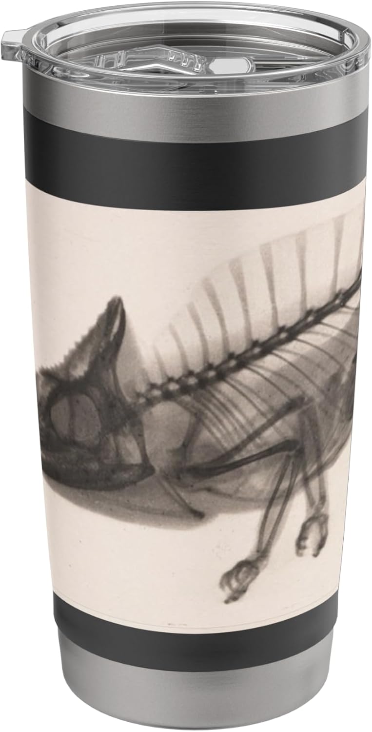 Chameleon Radiographic Photo