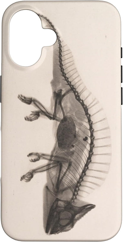 Chameleon Radiographic Photo
