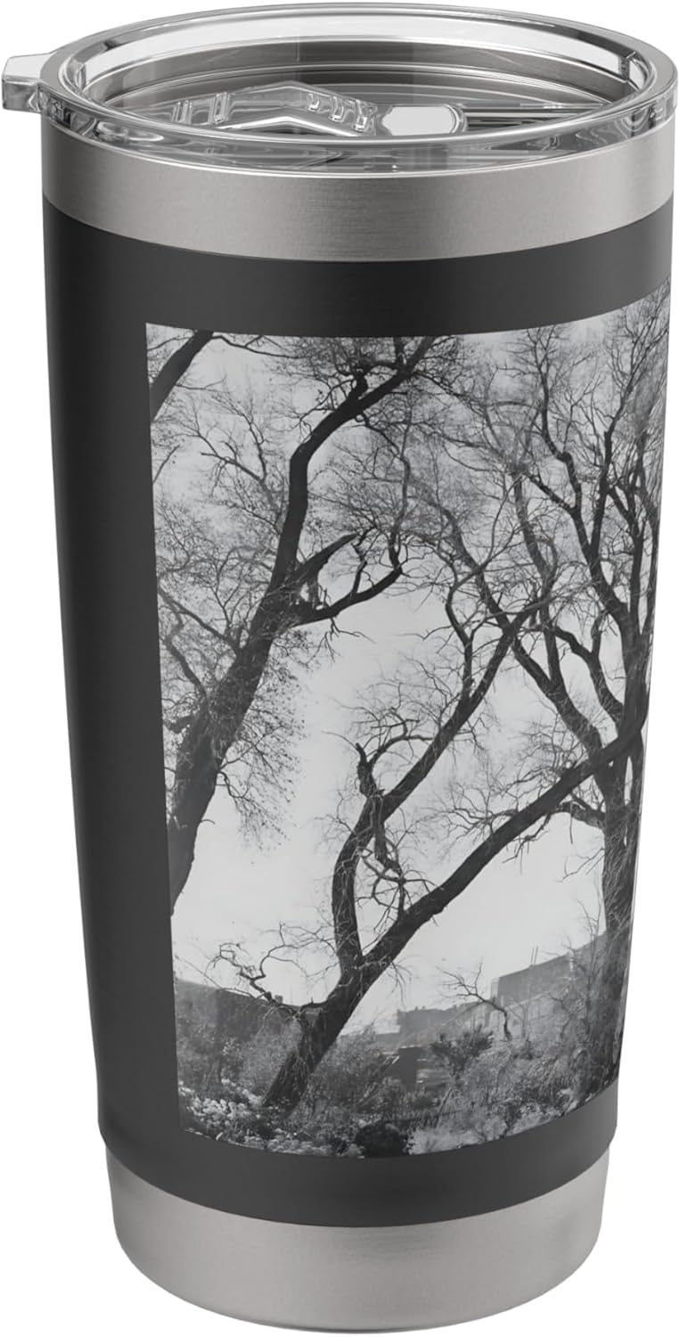 Cottonwood trees at Taos Pueblo